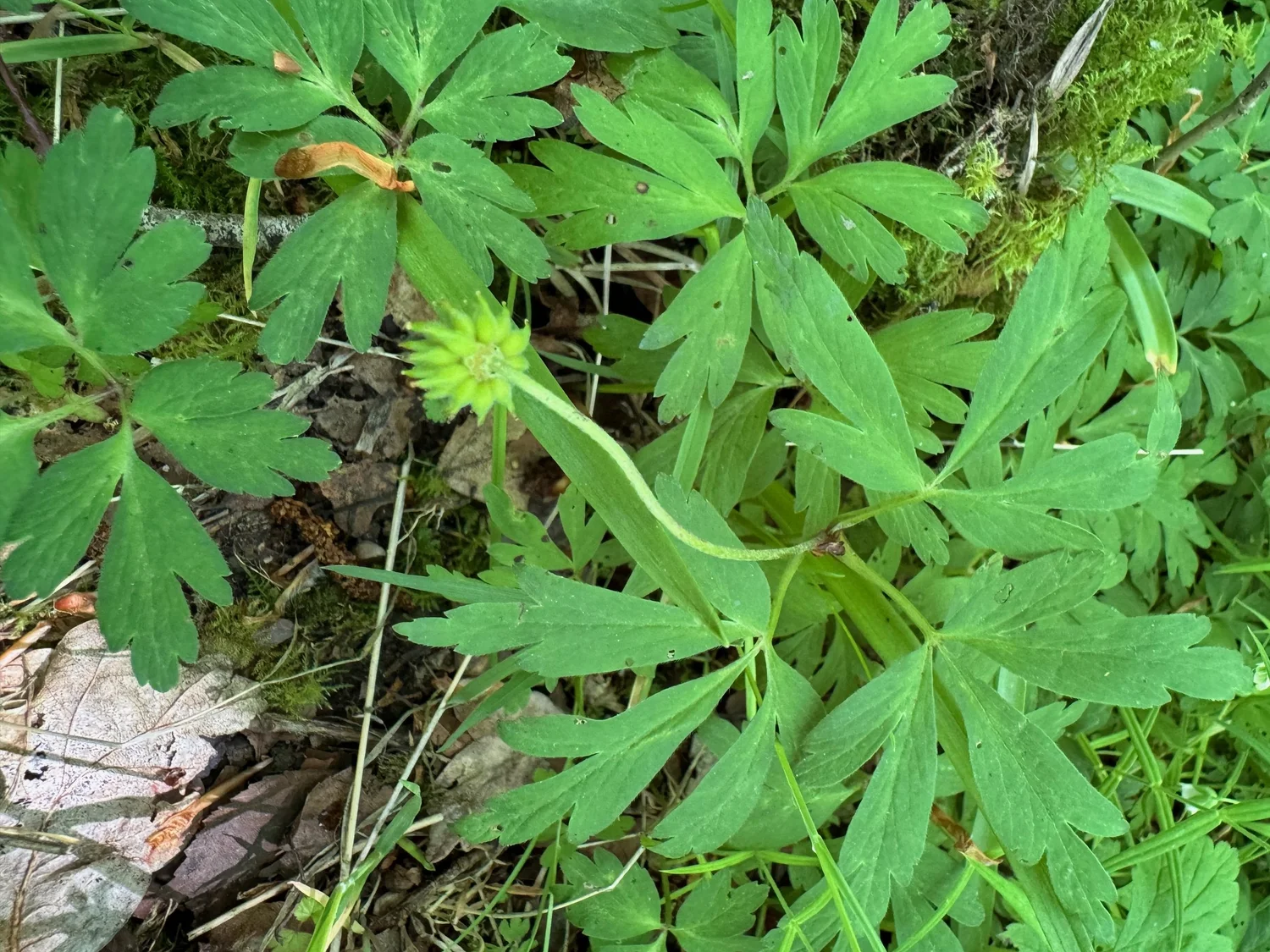 Anemone species — BSBI VC77